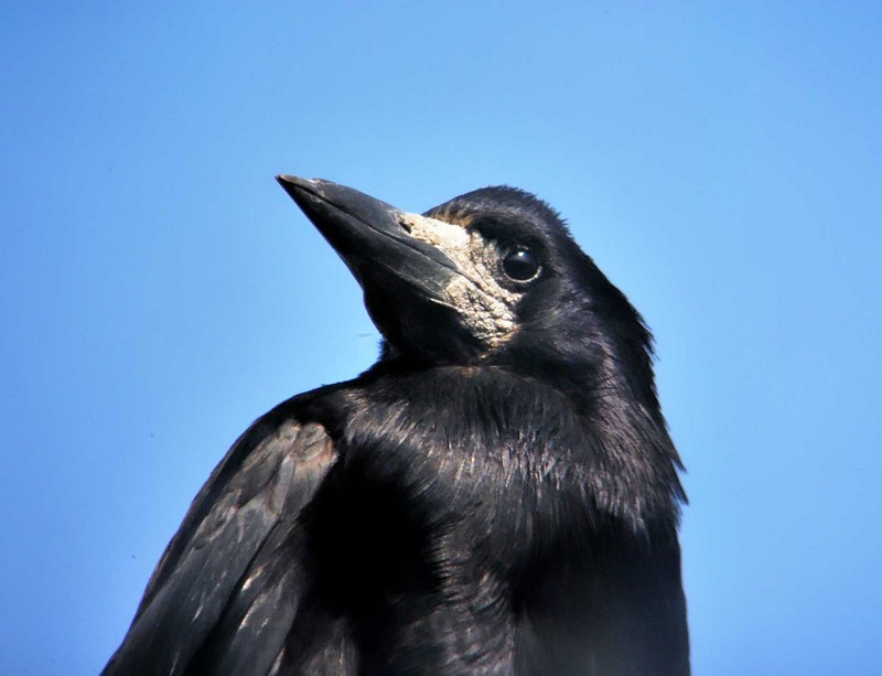 Rook