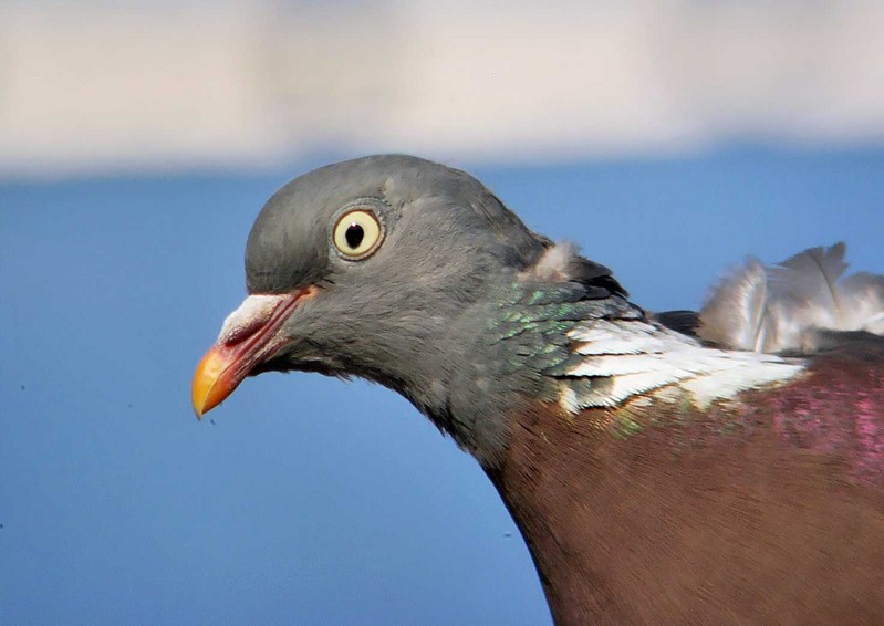 Woodpigeon