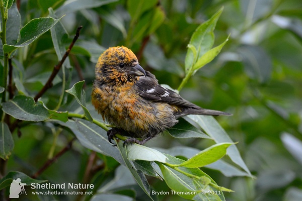 Two-barred Crossbill
