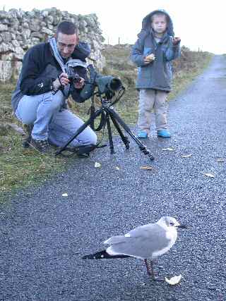Laughing Gull