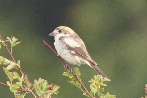 Woodchat Shrike