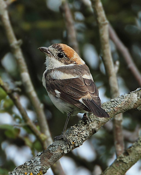 Woodchat Shrike