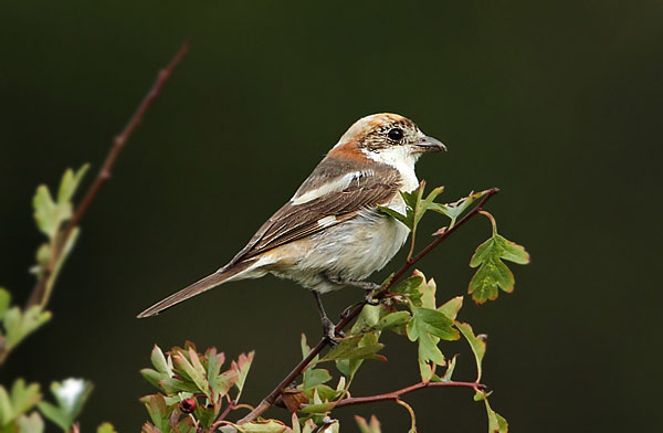 Woodchat Shrike