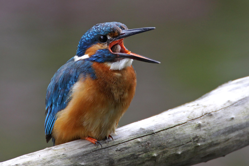 Kingfisher