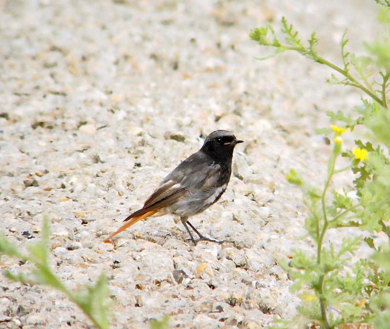 Black Redstart
