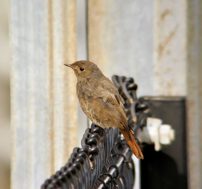 Black Redstart