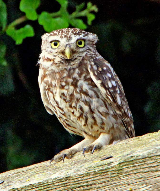 Little Owl