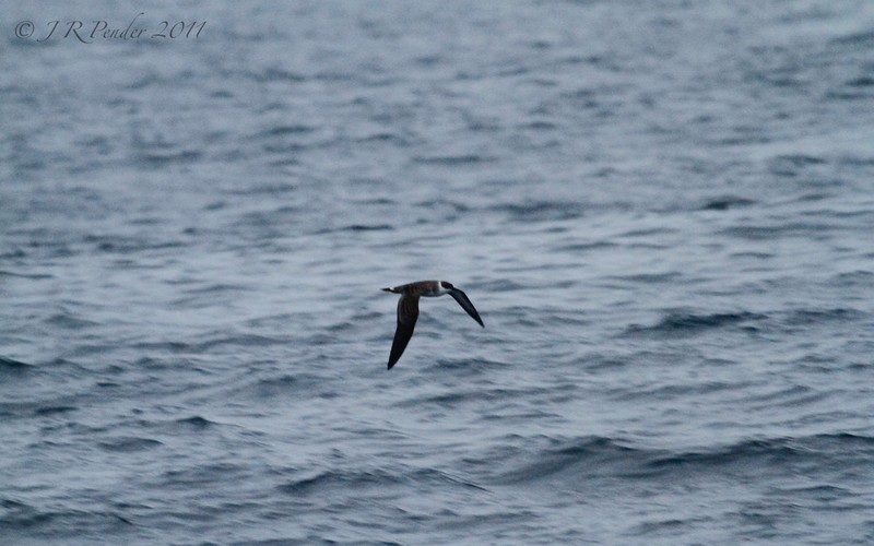 Great Shearwater