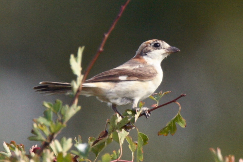 Woodchat Shrike