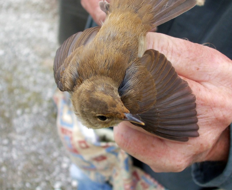 Marsh Warbler