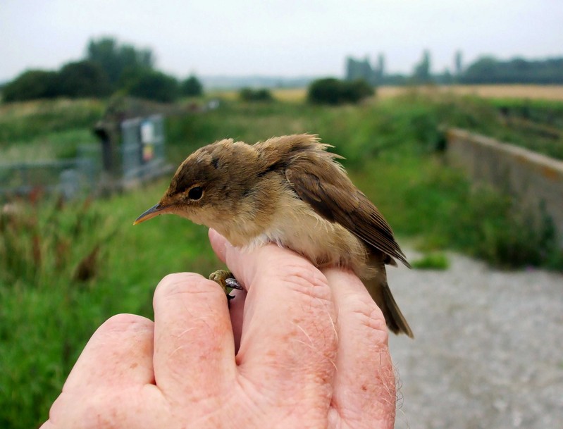 Marsh Warbler