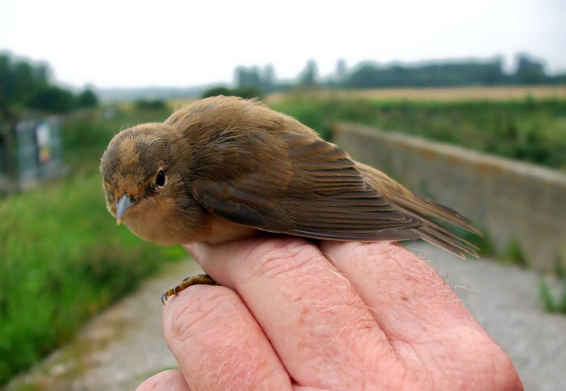 Marsh Warbler