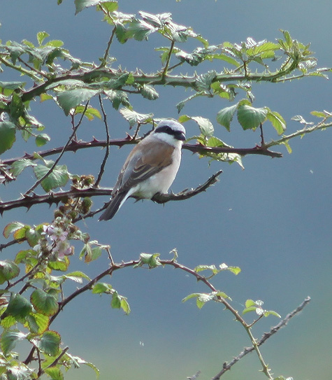 Red-backed Shrike