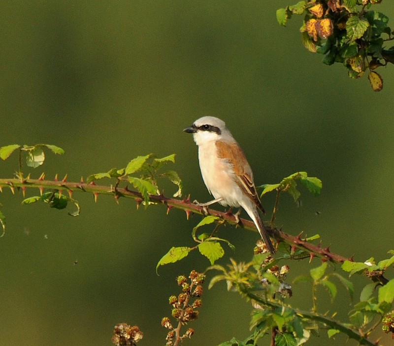 Red-backed Shrike