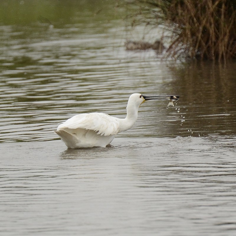 Spoonbill