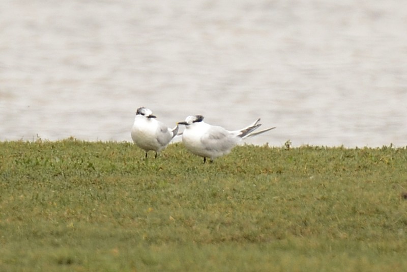 Sandwich Tern