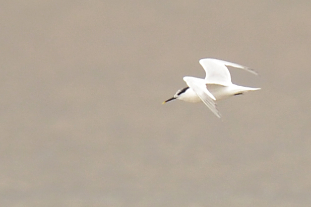 Sandwich Tern