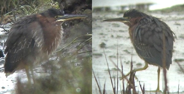 Green Heron