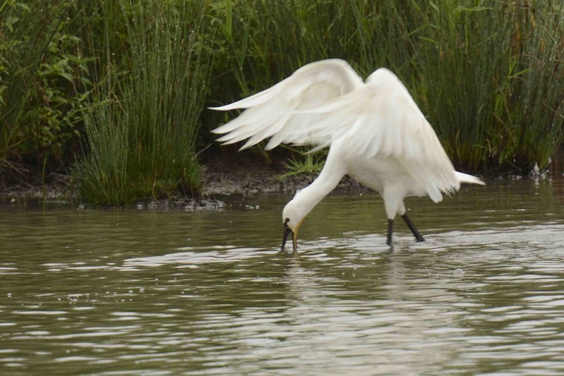 Spoonbill