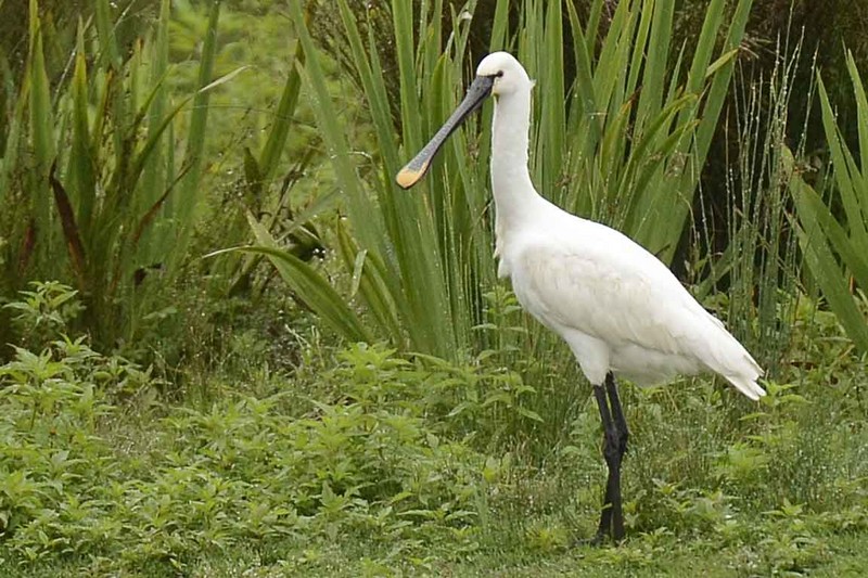 Spoonbill