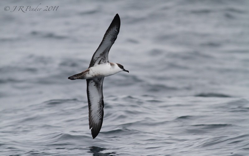 Great Shearwater