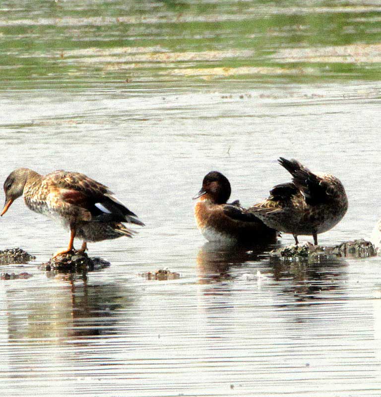 Ferruginous Duck