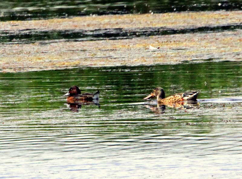 Ferruginous Duck