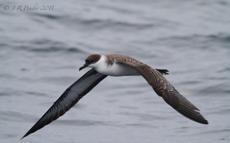 Great Shearwater