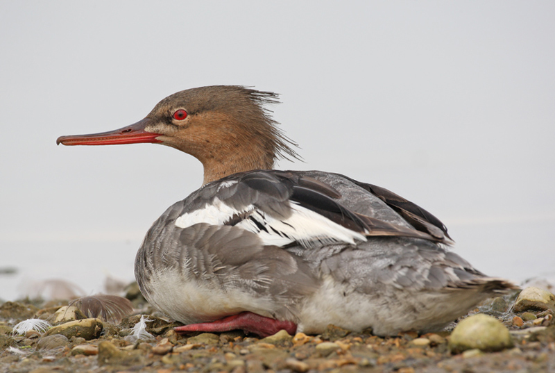 Red-breasted Merganser