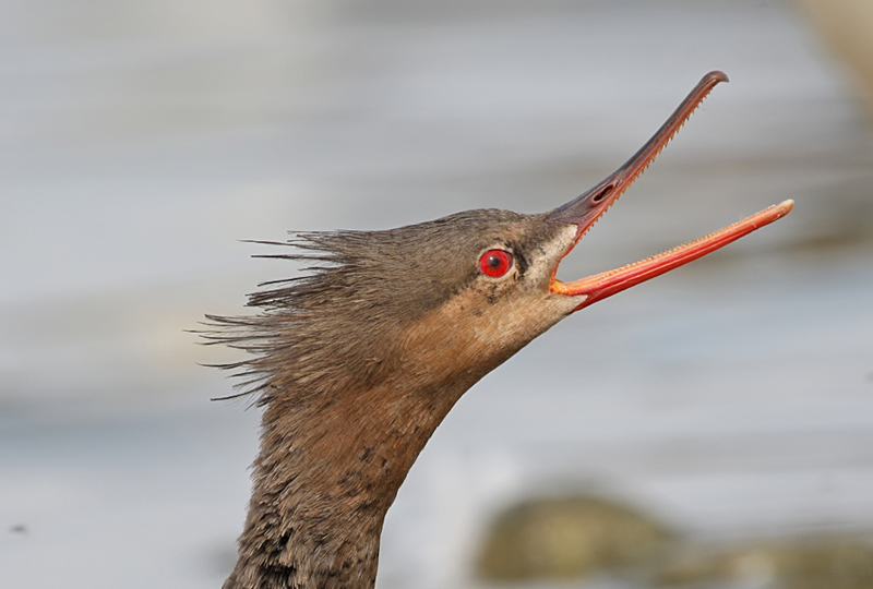 Red-breasted Merganser