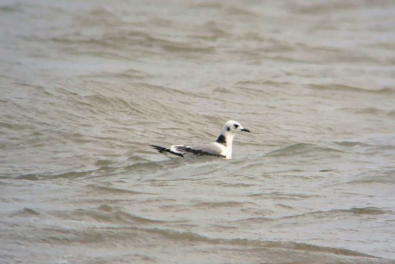 Kittiwake