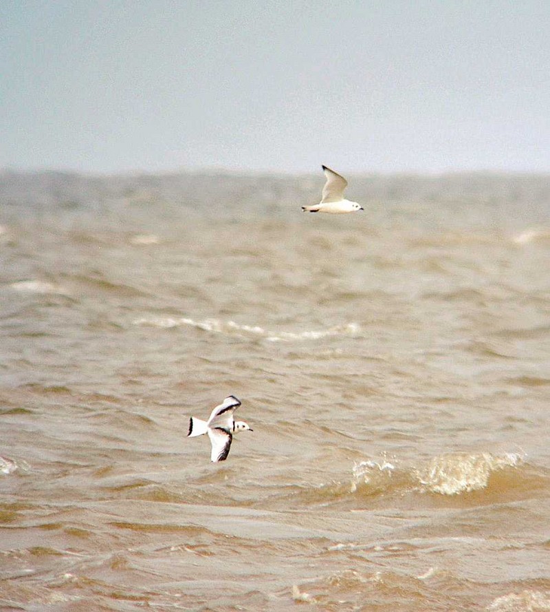 Kittiwake