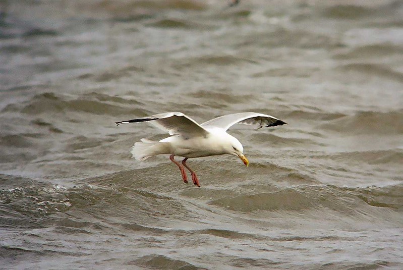 Herring Gull