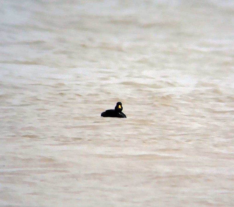 Common Scoter