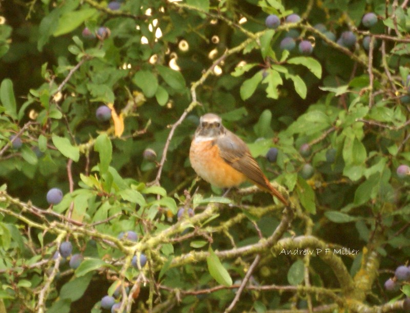 Redstart
