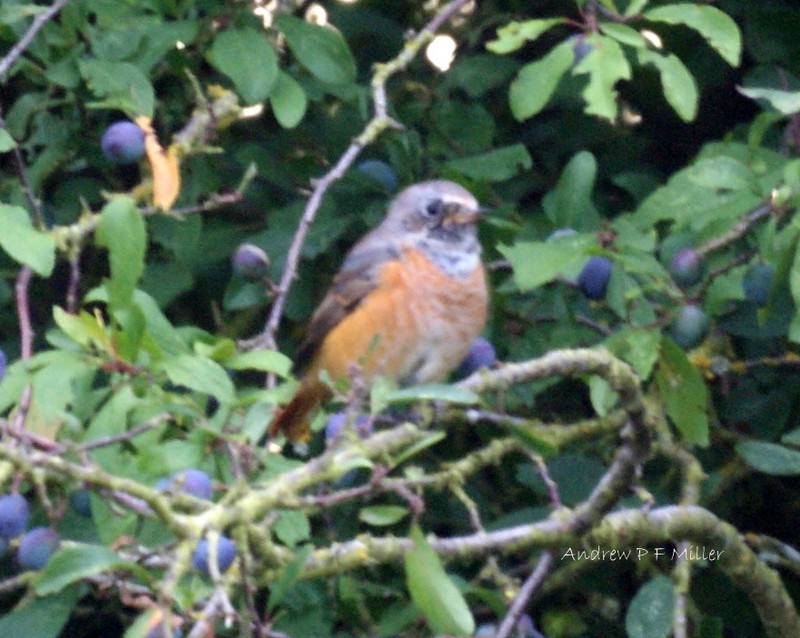 Redstart