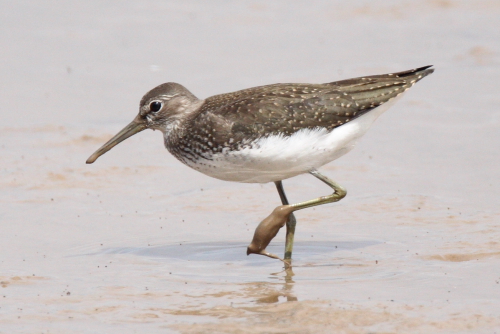 Green Sandpiper