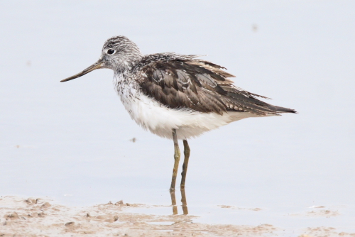 Greenshank