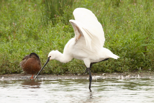 Spoonbill