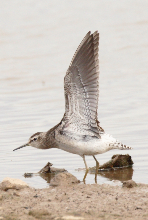 Wood Sandpiper