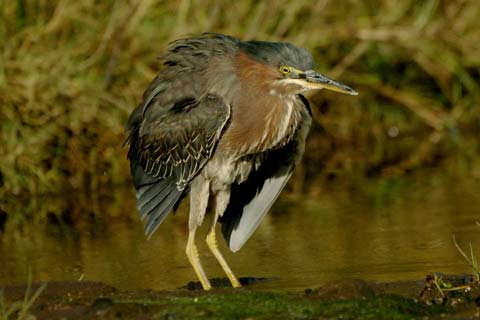 Green Heron