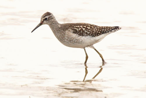 Wood Sandpiper