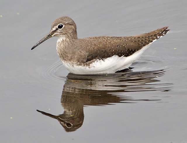 Green Sandpiper