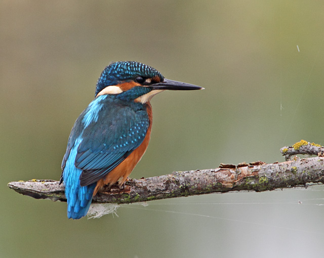 Kingfisher