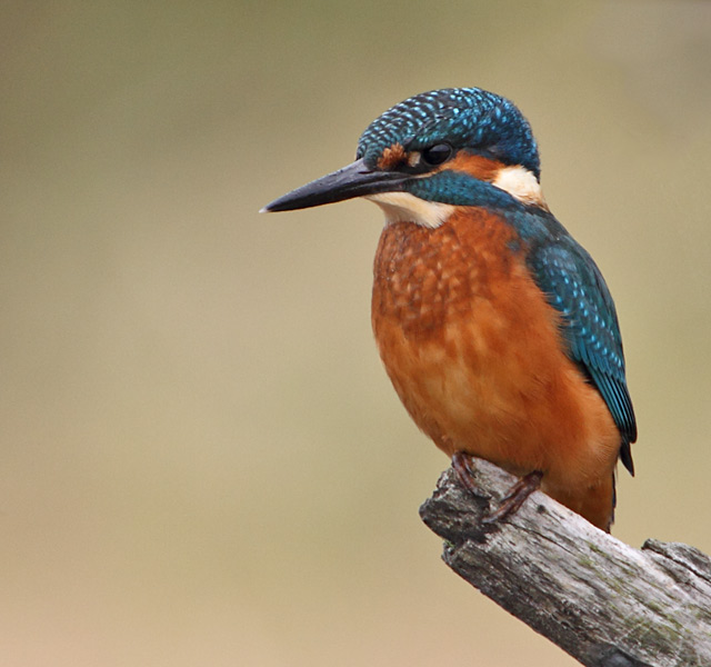 Kingfisher