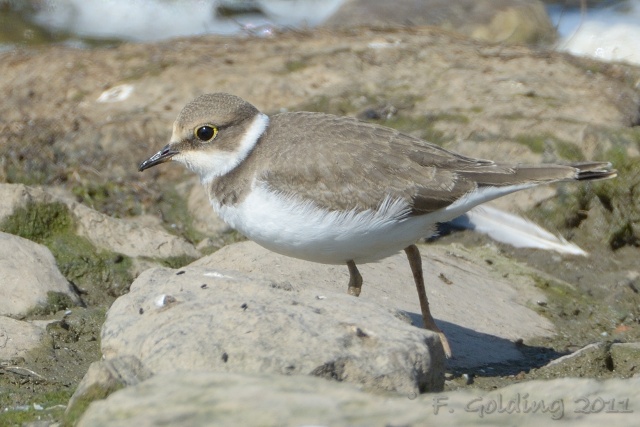 Little Ringed Plover