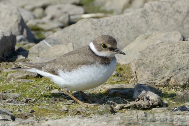 Little Ringed Plover