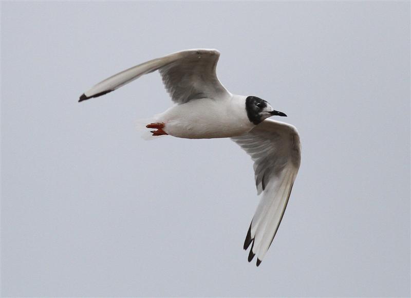 Bonaparte's Gull