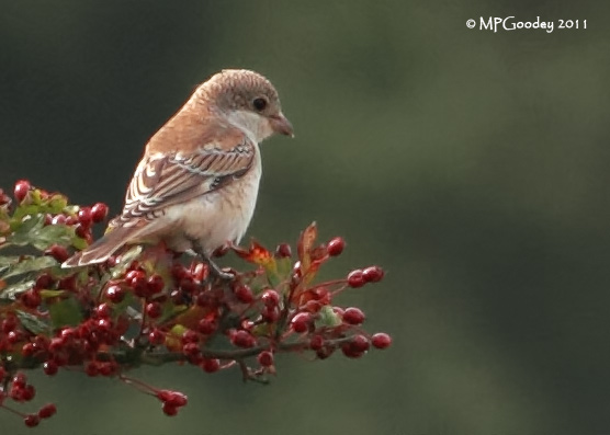 Woodchat Shrike