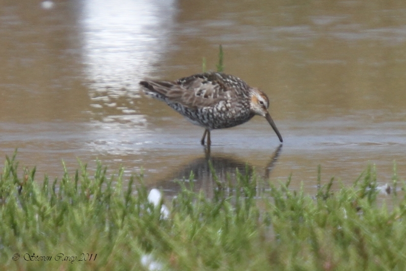 Stilt Sandpiper
